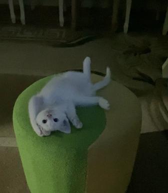 Белый котенок