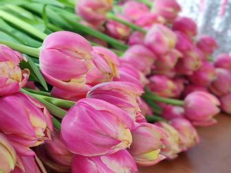 Тюльпаны оптом