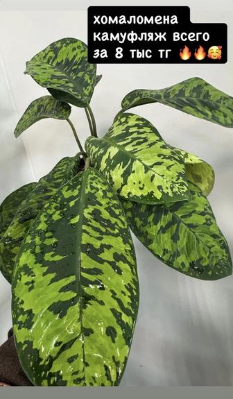 Хомаломена камуфляж продам