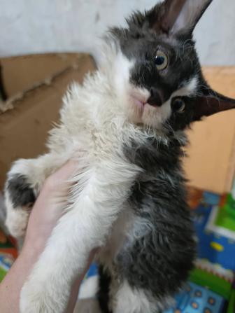 Срочно отдам котенка мальчик