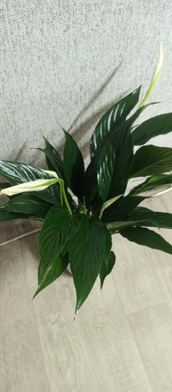 Продам спатифиллум - женское счастье