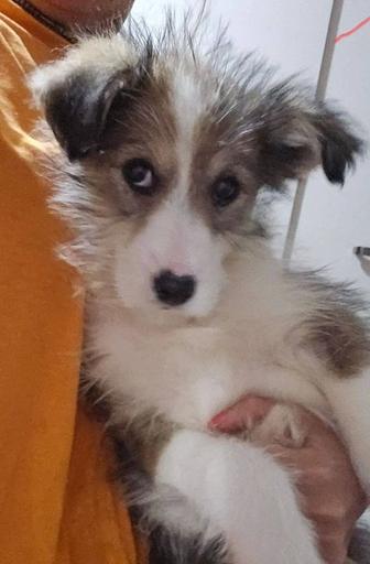 Отдам щенков в добрые руки