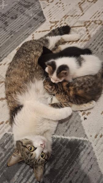 Отдам котят