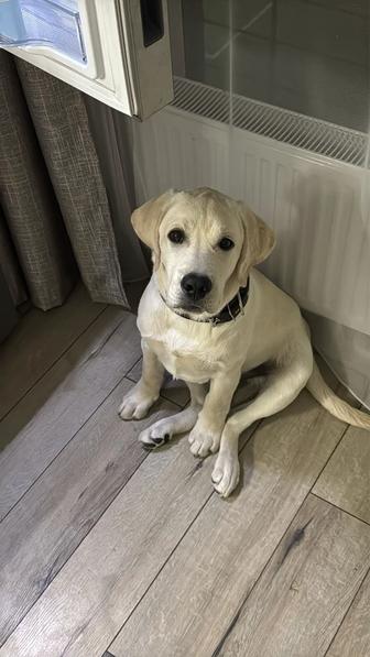 Отдам лабрадора в хорошие руки!