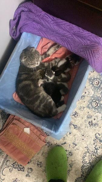 Отдам котят в добрые руки