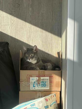 Отдам кота в добрые руки