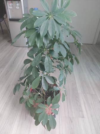 Шефлера