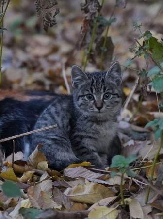 Котята срочно ищут дом