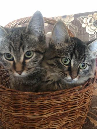 Домашние животные Кошечка