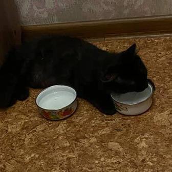 Пропал котик
