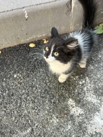 отдам в добрые руки котенка 2-3 мес