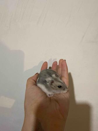 Хомяки джунгарики