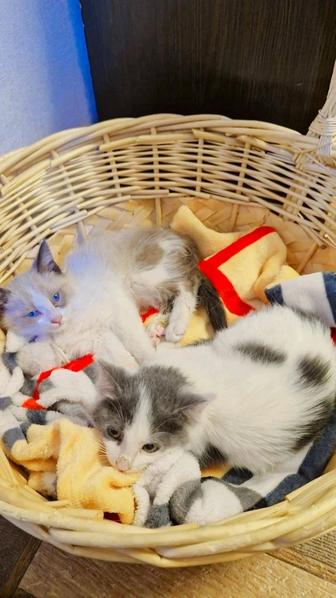 Отдам даром животные кошки