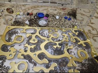 Муравьи Camponotus Nicobarensis