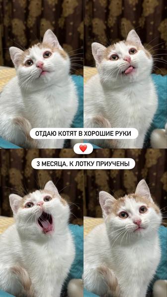 Отдаем котят 3 месяца в хорошие руки
