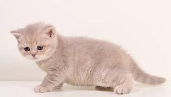 Редкие британские кремового окраса