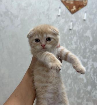вислоушки котята породистые