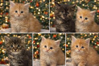 Мейн-кун котята