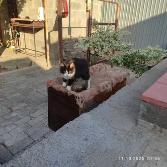 Котята даром