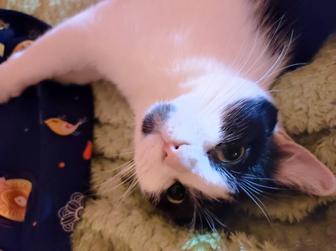 Кошка ищет семью