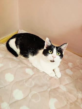 Кошка ищет семью