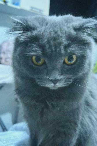 Кошка вислоухая