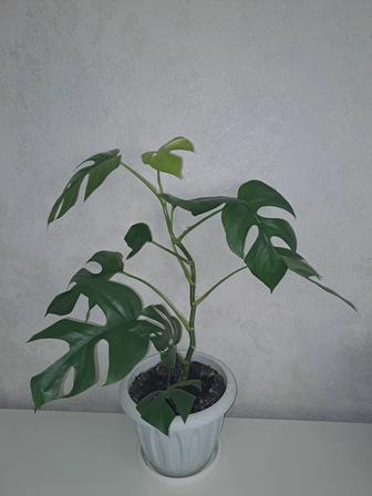 Monstera Deliciosa Little Sister