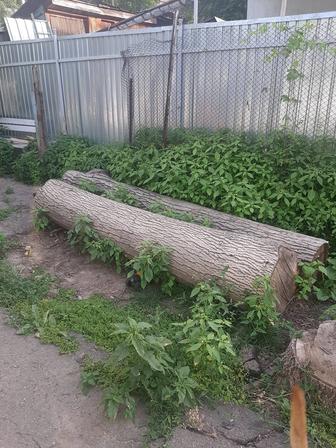Продажа срубленного грецкого ореха