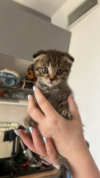 Кошка в добрые руки
