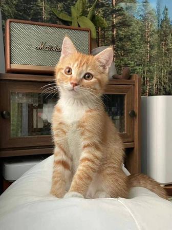 Котенок в добрые руки