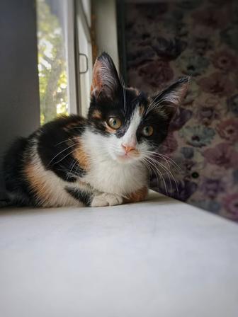 Котята в поисках дома