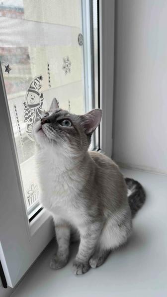 Отдам кошку в добрые руки