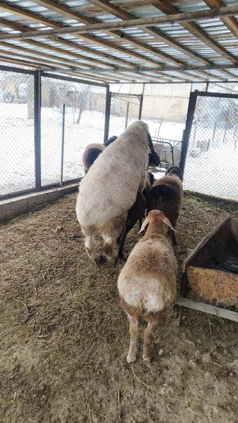 Продам овцу породы гисар уже беременную