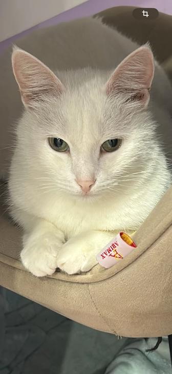 Кошка