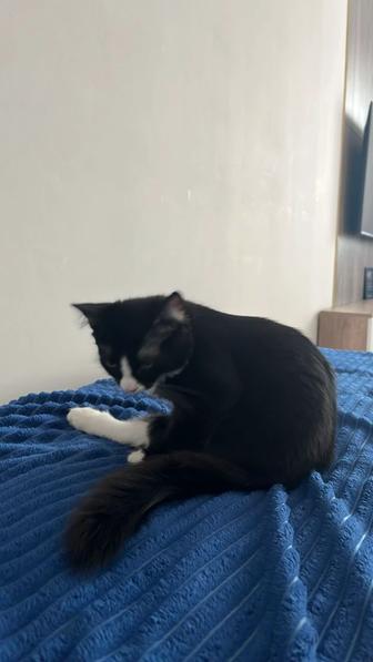 Отдам котенка в добрые руки