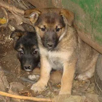 Отдам щенков в добрые руки