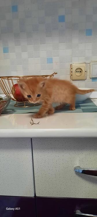 Отдам котят в хорошие