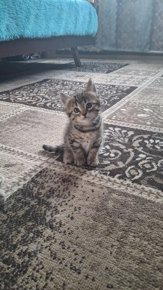 Отдам в добрые руки котенка