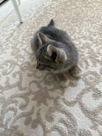Отдам котенка