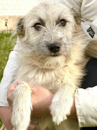 Собаку в добрые руки