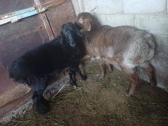 Жирные бараны