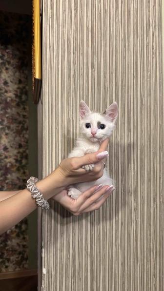 Отдадим котенка в добрые руки)