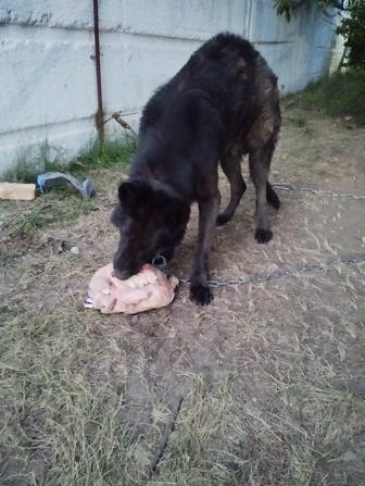 Немецкая овчарка