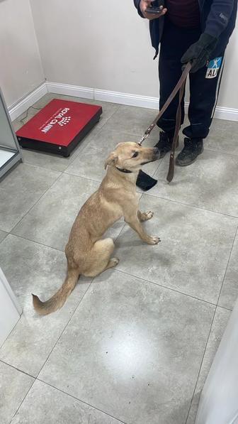 Подарю в дом красавицу собачку (стерилизованная)