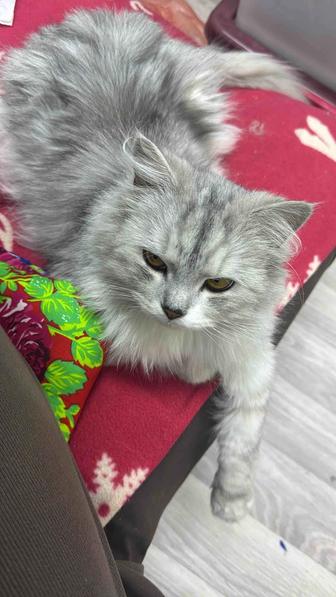 Отдам кошку в добрую руку