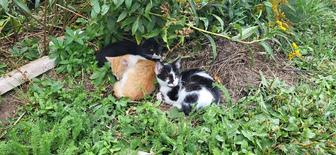 Котята в добрые руки