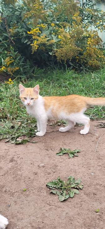 Котенок в добрые руки