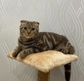 Котик