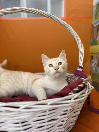 Белоснежный котенок, 6 месяцев