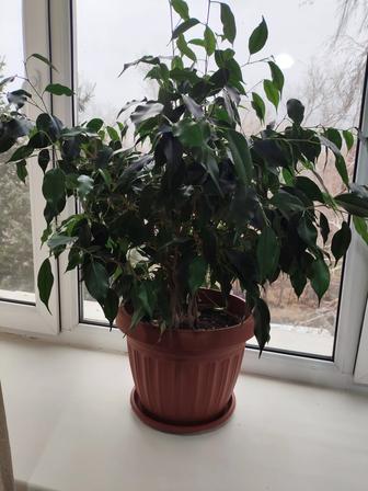 Фикус Бенджамина